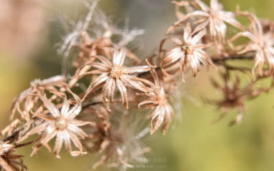 Macro Flora and Fauna