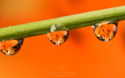 Macro Water Drop Photography